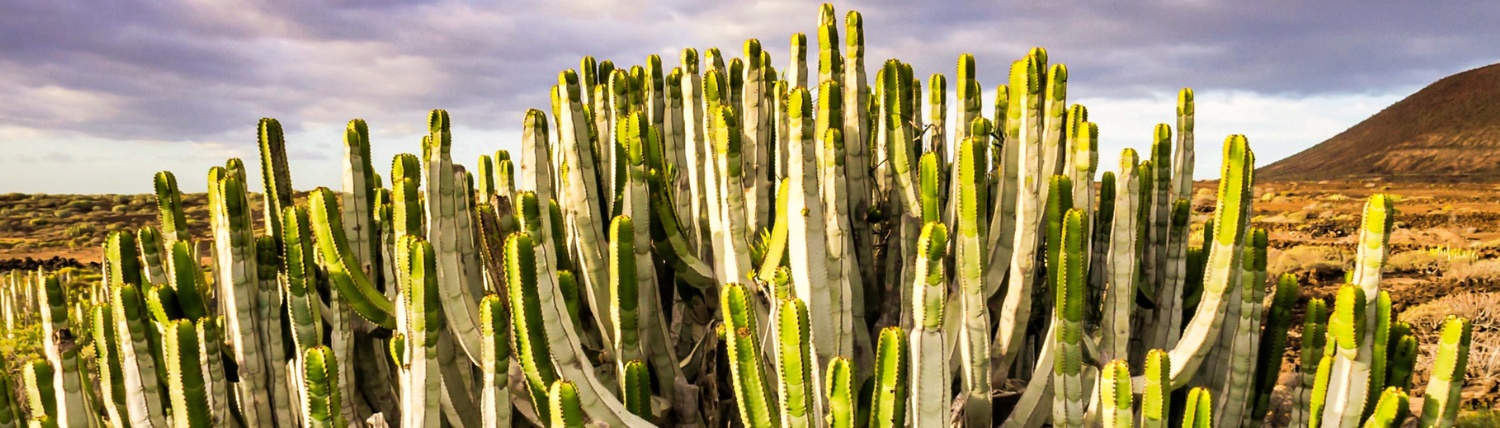 Grand cactus candélabre dans un paysage désertique au crépuscule, cheminement et voie collective